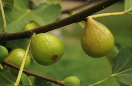 FICUS CARICA "FIGUE DE MARSEILLE" - FIGUIER ?