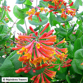 Lonicera brownii "Dropmore Scarlet" - Chèvrefeuille ¤