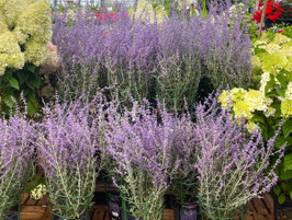 PEROVSKIA ATRIPLICIFOLIA "LITTLE SPIRE"