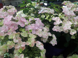 HORTENSIA "GUIRLANDE®" ¤