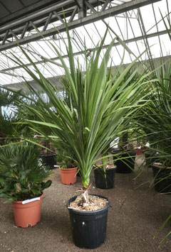 CORDYLINE AUSTRALIS ~~