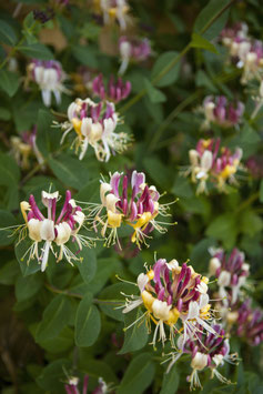 LONICERA "CAPRILIA IMPERIAL"