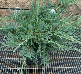 JUNIPERUS X MEDIA PFITZERIANA - DIFFÉRENTES VARIÉTÉS - COUVRE-SOL