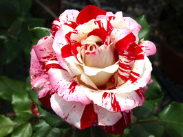 ROSIER COEUR DE ROCKEUR® Wekgobnez ¤