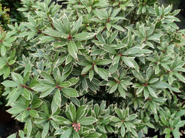 PIERIS JAPONICA - 3 VARIÉTÉS