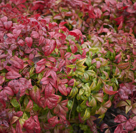 NANDINA DOMESTICA "FIRE POWER" ¤