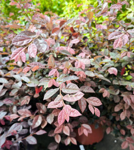 LOROPETALUM CHINENSE "FIRE DANCE" ¤
