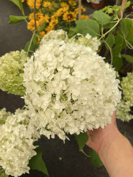 HYDRANGEA ARBORESCENS "ANNABELLE"
