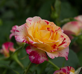 ROSIER CAMILLE PISSARO® DELSTRICOL ---