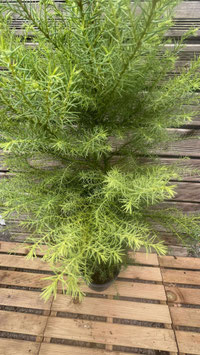 CRYPTOMERIA JAPONICA ELEGANS VIRIDIS ¤
