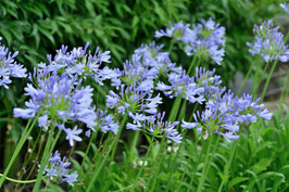 AGAPANTHE PITCHOUNE BLUE®