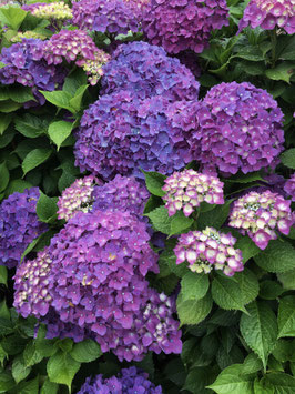 HYDRANGEA MACROPHYLLA - DIFFÉRENTES VARIÉTÉS ¤