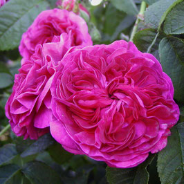 ROSIER CHARLES DE MILLS