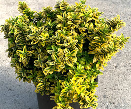 EUONYMUS MICROPHYLLUS "AUREOVARIEGATUS"