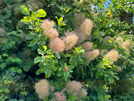 COTINUS COGGYGRIA "YOUNG LADY" - ARBRE À PERRUQUE ~~