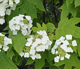Hydrangea Quercifolia "Ice Crystal®" - Hortensia à feuilles de chêne