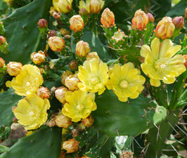 OPUNTIA HUMIFUSA ~~