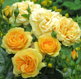 ROSIER "CHATEAU DE CHEVERNY® DELJAUPAR" ---