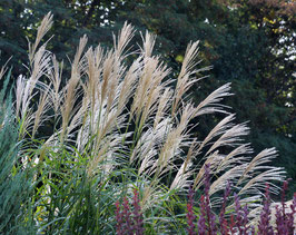 MISCANTHUS - DIFFÉRENTES VARIÉTÉS