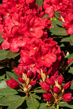 RHODODENDRON - DIFFÉRENTES VARIÉTÉS