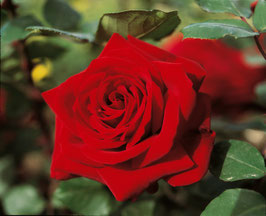 ROSIER MISTER LINCOLN ¤