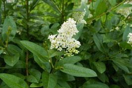 LIGUSTRUM VULGARE ATROVIRENS ¤