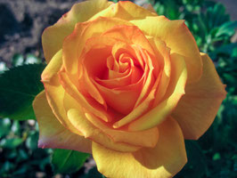 ROSIER AMBER FLUSH® ?
