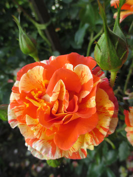 ROSIER NEW BABY FIFTY FIFTY -