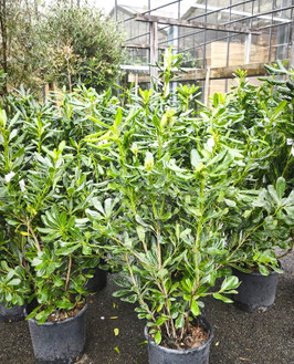 PITTOSPORUM TOBIRA