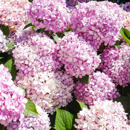 HYDRANGEA ARBORESCENS "PINK ANNABELLE" - MAGICAL PINKERBELL ~~