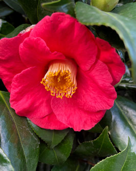 CAMÉLIA "ADOLPHE AUDUSSON" ROUGE ¤