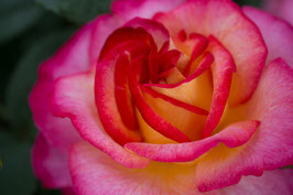 ROSIER SWEET DELIGHT® Adalegski