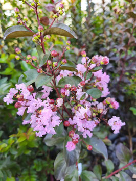 LAGERSTROEMIA INDICA "RHAPSODY IN PINK" EN DEMI-TIGE ¤
