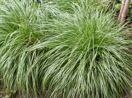 CAREX "PHOENIX GREEN"