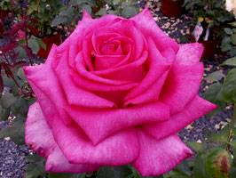 Rosier XXL® Korbilant -