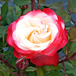ROSIER LA GARÇONNE®