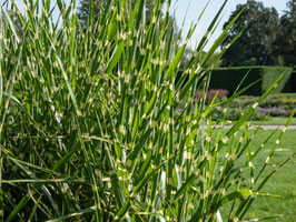 MISCANTHUS SINENSIS STRICTUS ¤