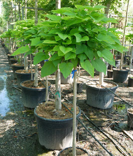 CATALPA BUNGEI DEMI-TIGE - CATALPA BOULE