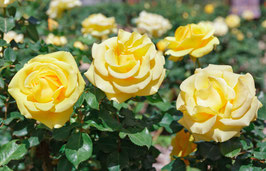ROSIER YELLOW HAMMER ® -