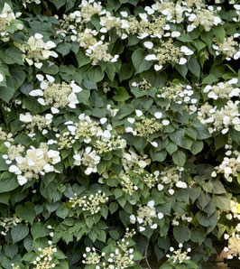 SCHIZOPHRAGMA HYDRANGEOÏDE "MOONLIGHT"