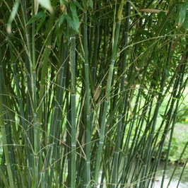 BAMBUSA PHYLLOSTACHYS "BISSETII"
