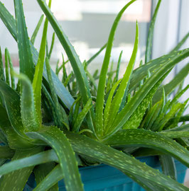 ALOE VERA ¤