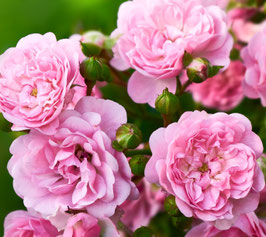 Rosier Boticelli® Meisylpho