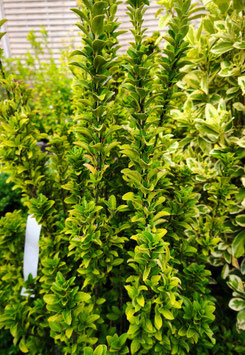 EUONYMUS JAPONICUS "BENKOMASAKI"