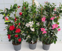 DIPLADENIA ESPALIER
