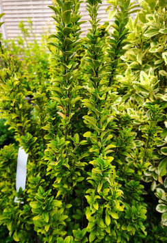 EUONYMUS JAPONICUS "BENKOMASAKI" ¤