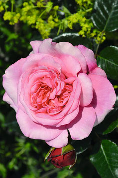 Rosiers Pink Voluptia Décorosiers® rose ¤