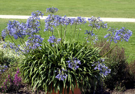 AGAPANTHE PRAECOX "STORM" - BLEUE OU BLANCHE ¤