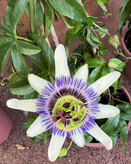 PASSIFLORE - PASSIFLORA CAERULEA