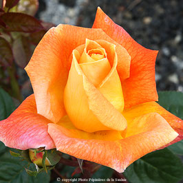 ROSIERS MEILLANDS®